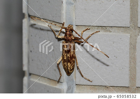 キマダラカミキリ 65058532