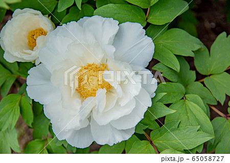 三重県 いなべ市農業公園 ぼたん園 白いぼたん 三重県 いなべ市農業公園 ぼたん園 白いぼたん 65058727
