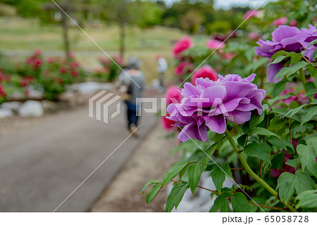 三重県 いなべ市農業公園 ぼたん園 紫のぼたん 散策する人 三重県 いなべ市農業公園 ぼたん園 紫のぼたん 散策する人 65058728