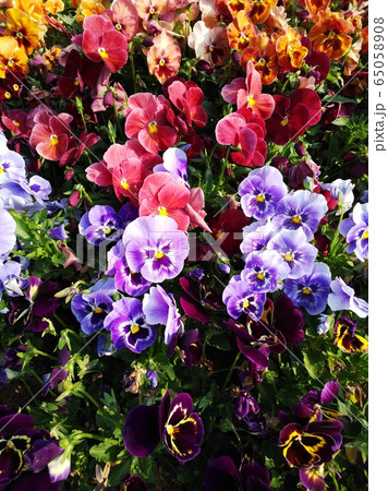 パンジー 65058908