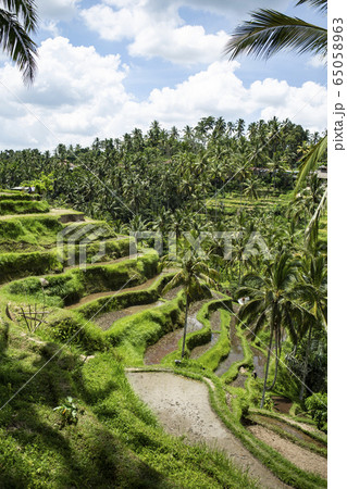 バリのライステラス 65058963