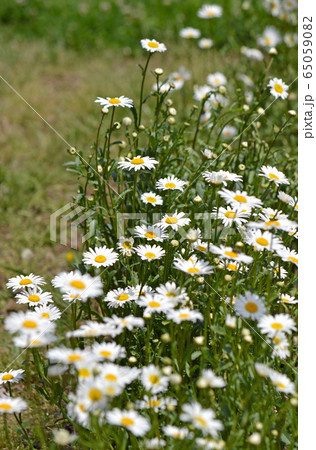 フランスギク 65059082