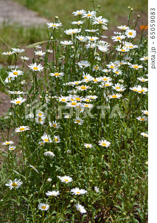 フランスギク 65059083