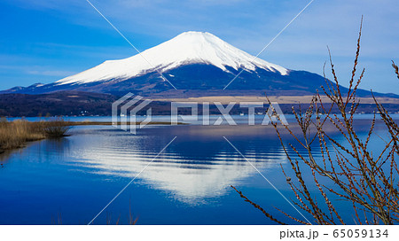 山中湖畔からネコヤナギ越しの富士山（逆さ富士） 65059134
