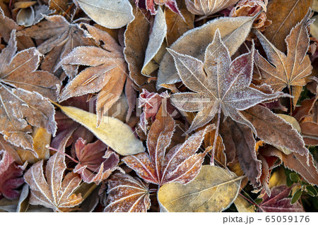 赤色 屋外 葉 65059176