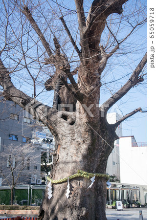 東京都・府中市　大國魂神社　巨樹のケヤキ・樹齢900年 65059718