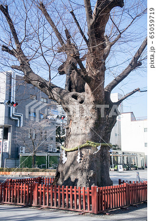 東京都・府中市　大國魂神社　巨樹のケヤキ・樹齢900年 65059719