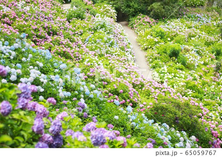 あじさい 65059767