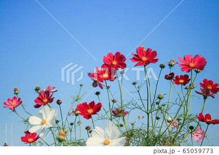 コスモスと青空 65059773
