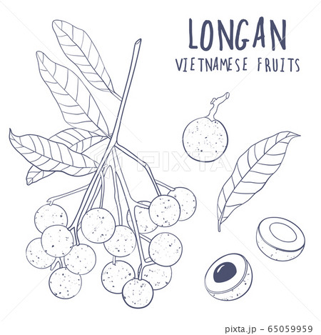 longan fruit drawing