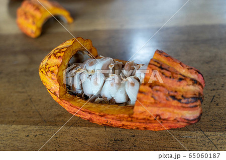 カカオポッドの解体 ファラステロ の写真素材