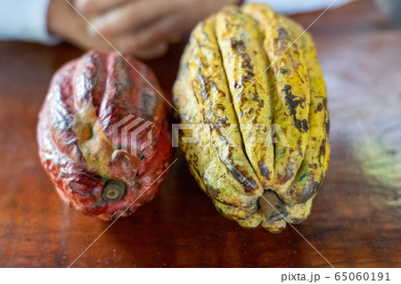 カカオポッド ファラステロ ナシオナル の写真素材