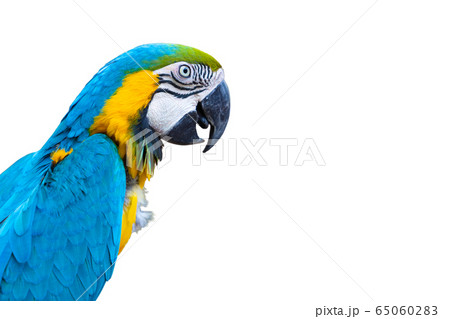 Blue Macaw Parrot. Blue Macaw Parrot. 65060283