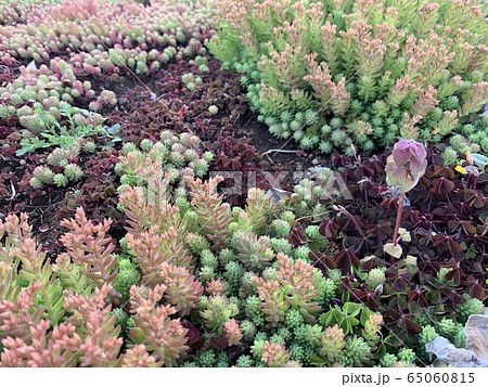 多肉植物＆ヒメオドリコソウ/The succulents&a purple Deadnettle 65060815