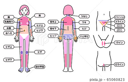 女性 脱毛箇所 体 65060823