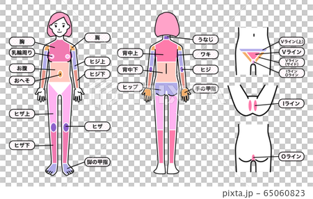 女性 脱毛箇所 体 65060823