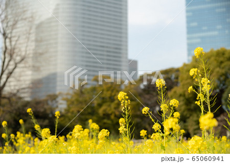 ビルと菜の花 65060941