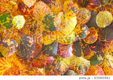 autumn background with orange, red, yellow, green leaves 65060981