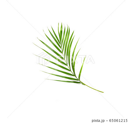 tropical nature green palm leaf isolated pattern tropical nature green palm leaf isolated pattern 65061215