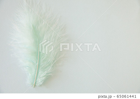 Fluffy feathers on pale teal blue background. Color Trends. Pastel turquoise and living coral color 65061441