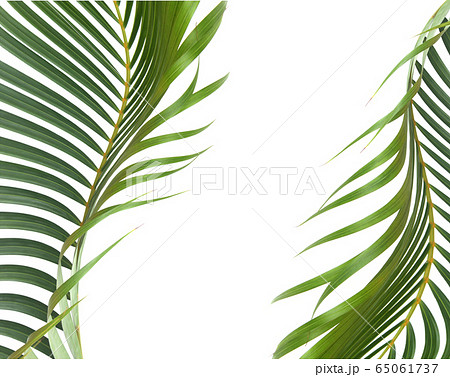 green leaf of palm tree on white background green leaf of palm tree on white background 65061737