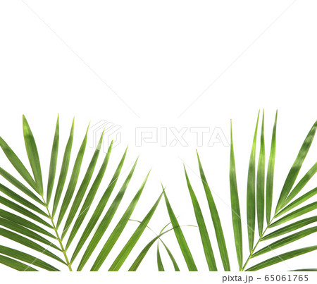 tropical nature green palm leaves isolated on tropical nature green palm leaves isolated on 65061765