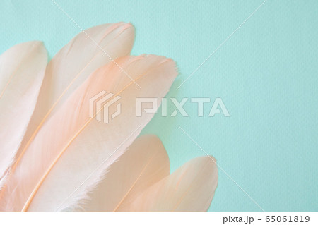 Fluffy feathers on pale teal blue background. Color Trends. Pastel turquoise and living coral color 65061819