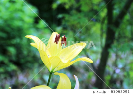 スカシユリ（透百合） 65062091