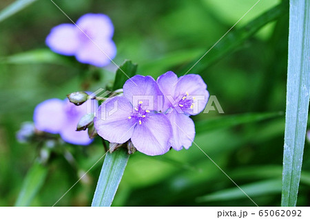 ムラサキツユクサ（紫露草） 65062092