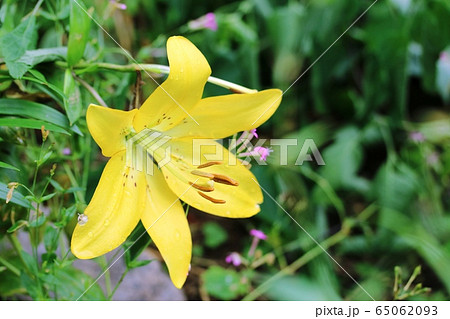 スカシユリ（透百合） 65062093