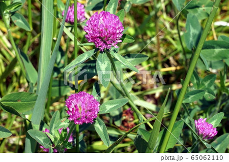 多摩川土手に咲くムラサキツメクサ 多摩川土手に咲くムラサキツメクサ 65062110