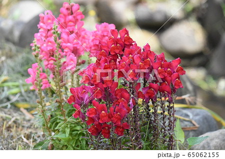 キンギョソウ 65062155