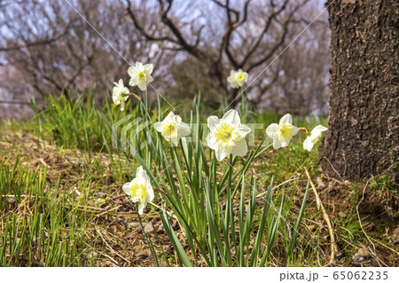 大杯水仙（たいはいすいせん） 65062235