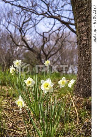 大杯水仙（たいはいすいせん） 65062237