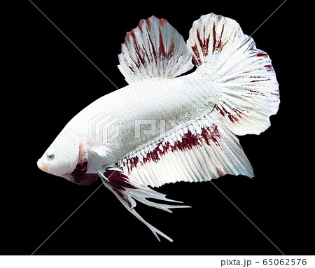 Betta Red Dragon Snow Halfmoon Plakat HMPK Male or Plakat Fighting Fish Splendens 65062576