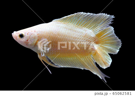 Betta  Super Gold Double Tail DT Halfmoon Plakat   Male or Plakat Fighting Fish Splenden 65062581