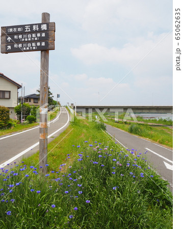 五料橋近くの利根川自転車道(玉村町) 五料橋近くの利根川自転車道(玉村町) 65062635