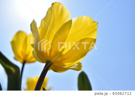 チューリップ (Tulip) 65062712