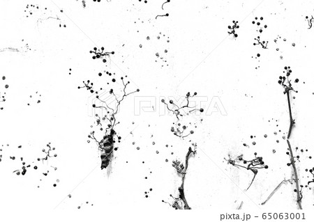 ツタ つる 自国 65063001