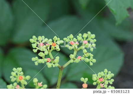 ヤブガラシ(藪枯らし)の咲き始め ヤブガラシ(藪枯らし)の咲き始め 65063123