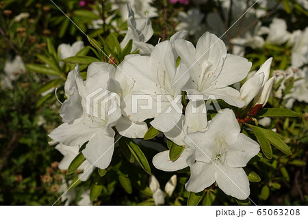 満開のツツジ 満開のツツジ 65063208