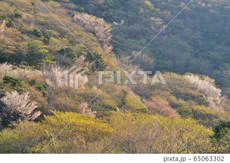 達磨山の山桜 達磨山の山桜 65063302