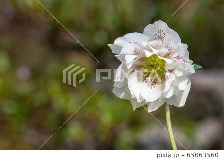 クリスマスローズ　 65063560