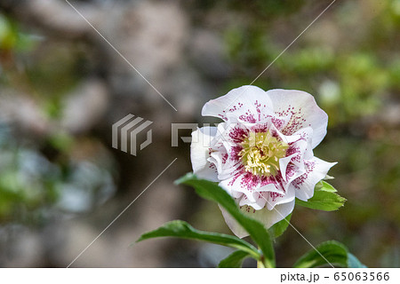 クリスマスローズ　 65063566