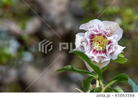 クリスマスローズ　 65063568