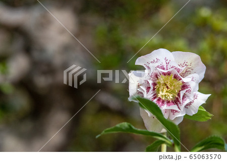 クリスマスローズ　 65063570