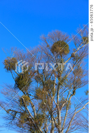 寄生するヤドリギ 寄生するヤドリギ 65063776