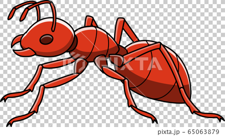 赤アリのイラスト素材