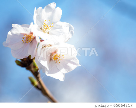 東山の桜 65064217