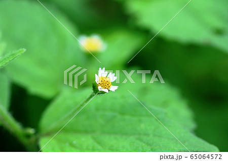 ハキダメギク（掃溜菊） 65064572